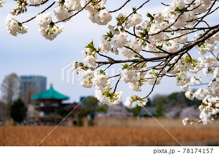 東京都台東区 春の上野公園に咲く桜（シロタエ） 78174157