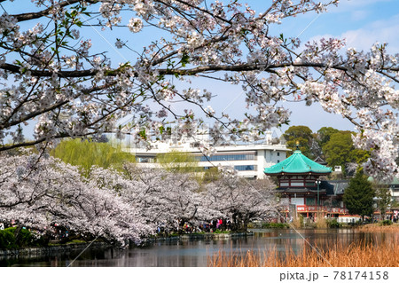 東京都台東区 春の上野公園 不忍池と桜 78174158