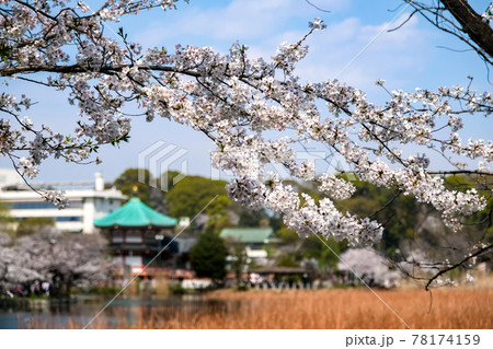 東京都台東区 春の上野公園 不忍池と桜 78174159