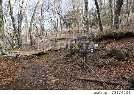 天城山　登山道　上り御幸歩道入口 78174231
