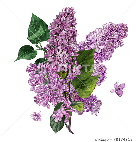 Watercolor Lilac Flowers And Leaves Lilac のイラスト素材