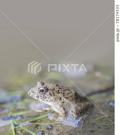 水辺のカエル　土蛙　カエル　蛙　イボガエル 78174535