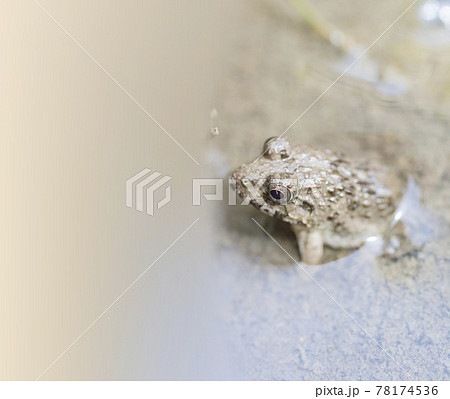 水辺のカエル 土蛙 カエル 蛙 イボガエル 水辺のカエル 土蛙 カエル 蛙 イボガエル 78174536