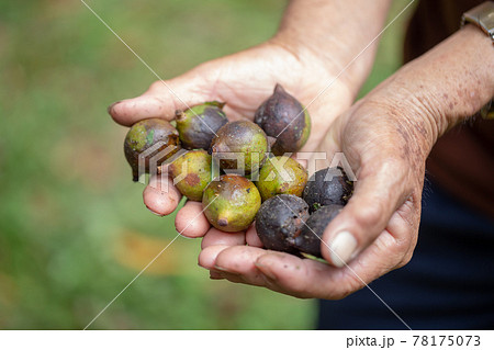 Man hand holding macadamia nut in natural 78175073