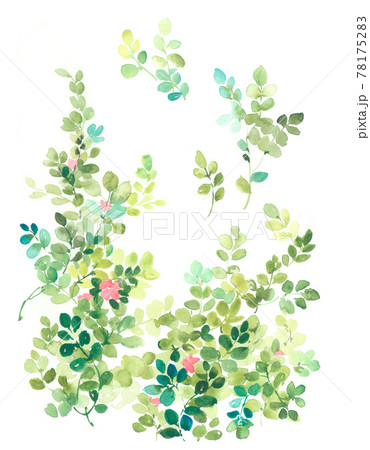透明水彩 水彩画 花 78175283