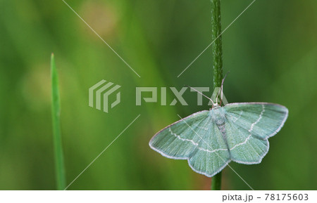 Closeup Campaea margaritaria Linnaeus moth 78175603