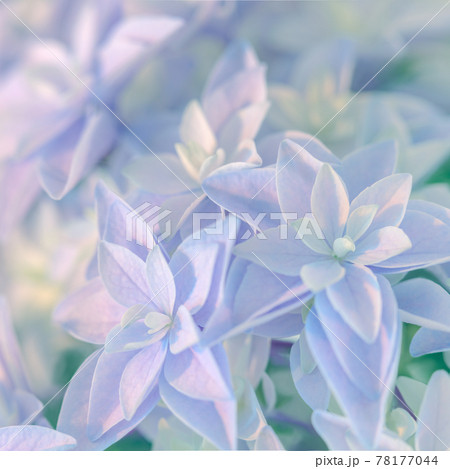 Natural background - gentle Hydrangea flower wallpaper Natural background - gentle Hydrangea flower wallpaper 78177044