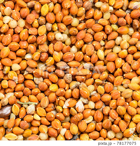chumiza siberian millet seeds close up 78177075