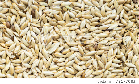 whole scagliola canary seeds close up 78177083