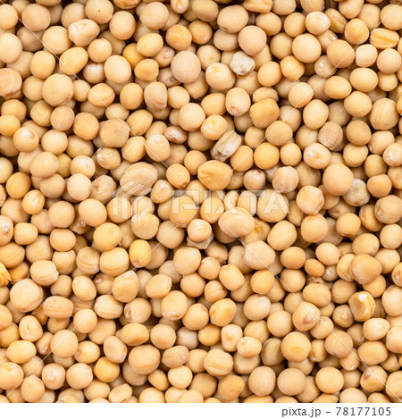 white mustard seeds (sinapis alba) close up 78177105