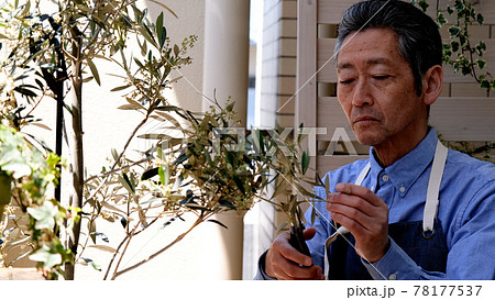観葉植物の手入れをするシニア男性 78177537