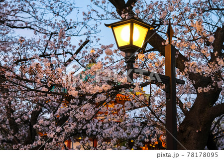 東京都台東区 春の上野公園 夕暮れの桜 東京都台東区 春の上野公園 夕暮れの桜 78178095
