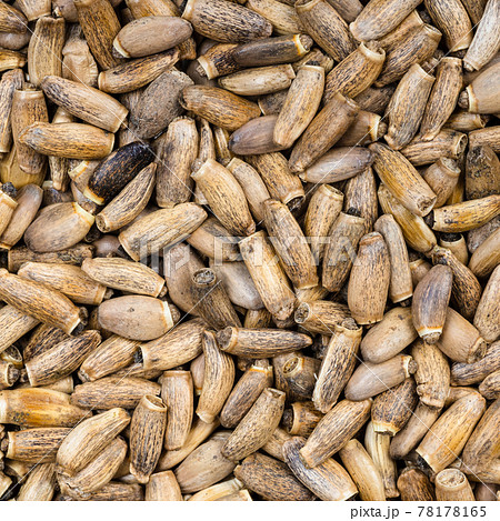whole milk thistle seeds close up 78178165