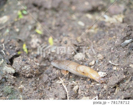 地面を這う大形のナメクジ 地面を這う大形のナメクジ 78178712