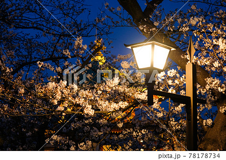 東京都台東区 上野公園の夜桜 東京都台東区 上野公園の夜桜 78178734
