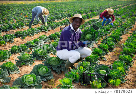 African american farm worker with cabbage during harvest African american farm worker with cabbage during harvest 78179023
