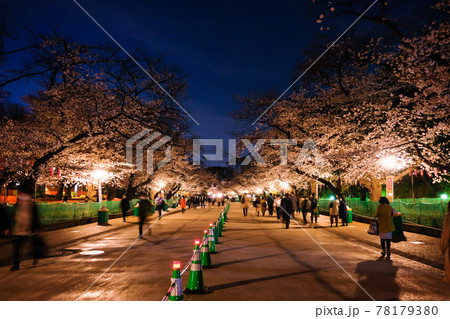 東京都台東区 上野公園の夜桜 さくら通り 東京都台東区 上野公園の夜桜 さくら通り 78179380