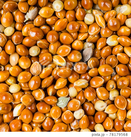 unhulled proso millet grains close up unhulled proso millet grains close up 78179568