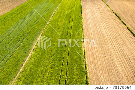 Green field in rural area. Landscape of agricultural cereal fields. 78179664