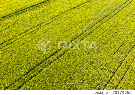 Green field in rural area. Landscape of agricultural cereal fields. 78179666
