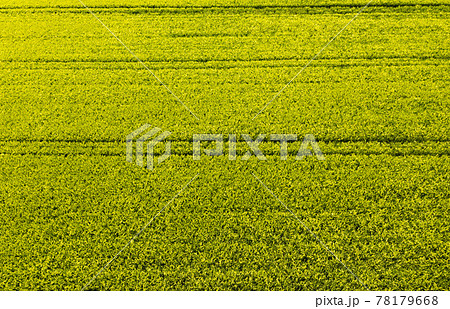 Green field in rural area. Landscape of agricultural cereal fields. 78179668