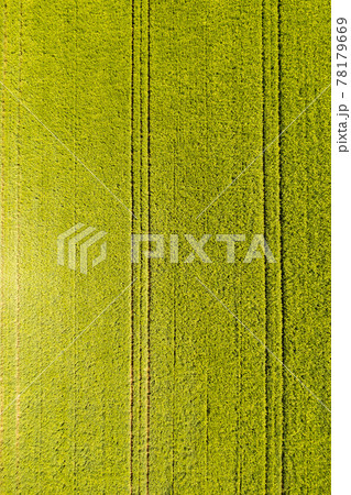 Green field in rural area. Landscape of agricultural cereal fields. 78179669