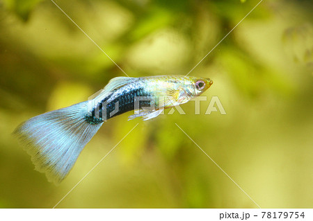 Guppy (Poecilia reticulata) Guppy (Poecilia reticulata) 78179754