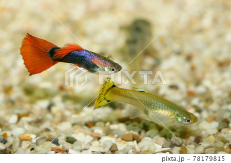 Guppy (Poecilia reticulata) Guppy (Poecilia reticulata) 78179815