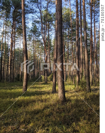 Spring day in the forest.   78180307