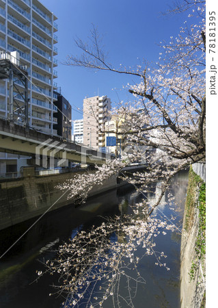 江戸川橋の桜　一休橋から見る上流側の神田川沿いの桜 78181395