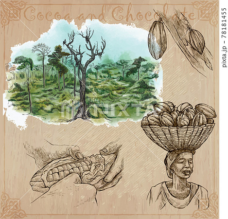 Cocoa harvesting. Agriculture. An hand drawn vector illustrations on an vintage background. Cocoa harvesting. Agriculture. An hand drawn vector illustrations on an vintage background. 78181455