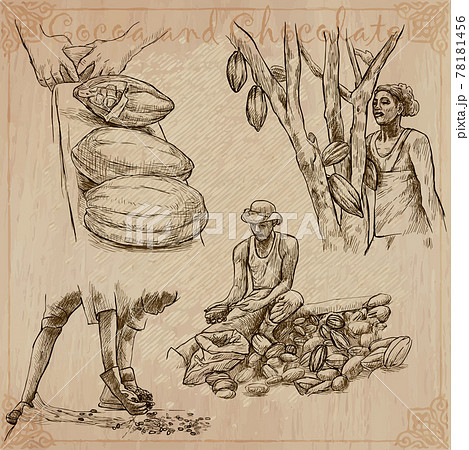 Cocoa harvesting. Agriculture. An hand drawn vector illustrations on an vintage background. Cocoa harvesting. Agriculture. An hand drawn vector illustrations on an vintage background. 78181456