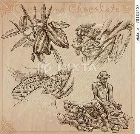 Cocoa harvesting. Agriculture. An hand drawn vector illustrations on an vintage background. 78181457