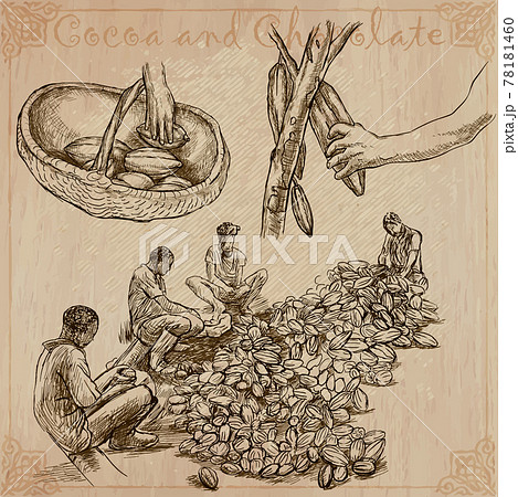 Cocoa harvesting. Agriculture. An hand drawn vector illustrations on an vintage background. Cocoa harvesting. Agriculture. An hand drawn vector illustrations on an vintage background. 78181460