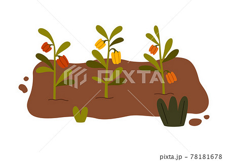Garden Bed with Growing Vegetable in Soil Vector Illustration 78181678
