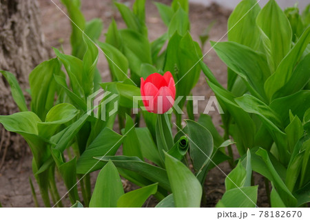 Pink tulip surrounded by fresh leaves in spring garden Pink tulip surrounded by fresh leaves in spring garden 78182670