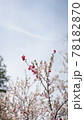 春 桜 花 78182870
