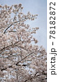 春 桜 木 78182872