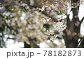 春 桜 花 78182873