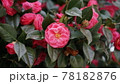春 花 椿 78182876