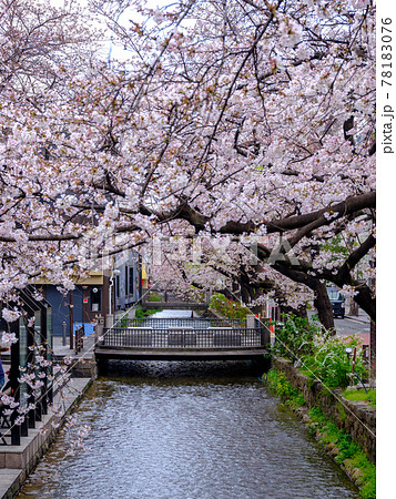 近畿地方の桜開花・満開 名所の天気情報 2025 - 日本気象協会