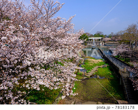 京都・琵琶湖琉水の桜 78183178