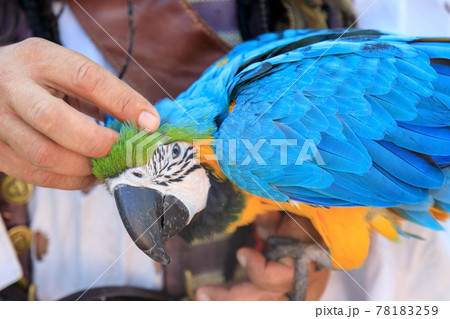 a cut arm strokes scratches behind the ear of a macaw parrot a cut arm strokes scratches behind the ear of a macaw parrot 78183259