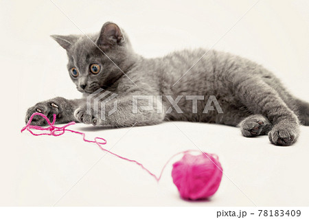 Gray kitten playing with pink clew isolated Gray kitten playing with pink clew isolated 78183409