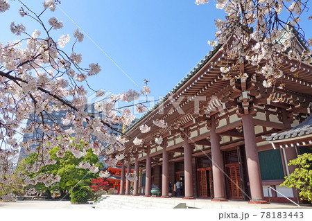 福岡県福岡市博多区御供所町 東長寺の桜 福岡県福岡市博多区御供所町 東長寺の桜 78183443