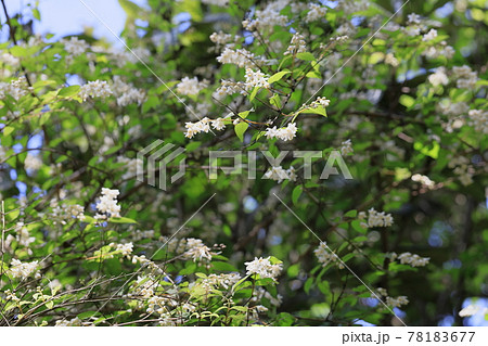 ウツギの花 78183677