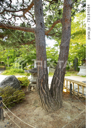 長野県松本市　四柱神社　縁結びの松 78184084