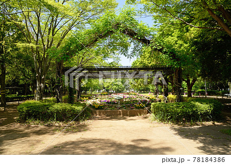 新緑の、千葉県船橋市、県立行田公園、西メイン広場 78184386
