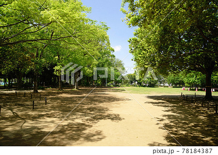新緑の、千葉県船橋市、県立行田公園 78184387