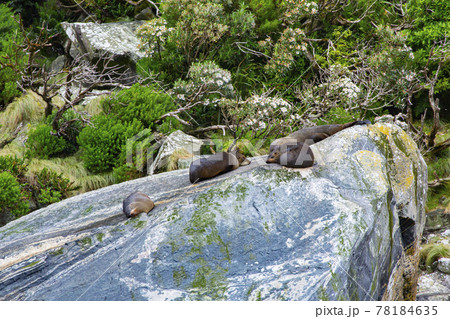 ニュージーランド ミルフォードサウンド 岩の上でくつろぐアザラシ ニュージーランド ミルフォードサウンド 岩の上でくつろぐアザラシ 78184635
